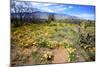 Arizona, Pinaleno Mountains Seen across the Desert Along Highway 191-Richard Wright-Mounted Photographic Print