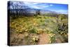 Arizona, Pinaleno Mountains Seen across the Desert Along Highway 191-Richard Wright-Stretched Canvas