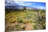 Arizona, Pinaleno Mountains Seen across the Desert Along Highway 191-Richard Wright-Mounted Photographic Print