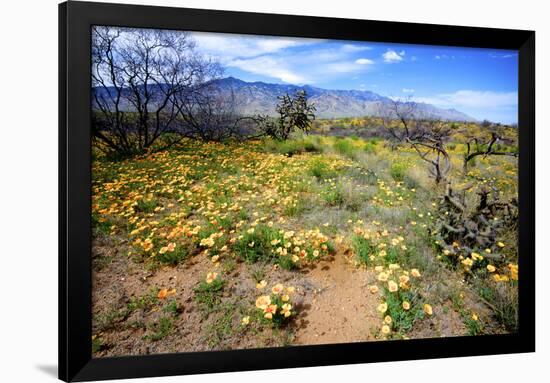 Arizona, Pinaleno Mountains Seen across the Desert Along Highway 191-Richard Wright-Framed Photographic Print