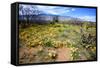 Arizona, Pinaleno Mountains Seen across the Desert Along Highway 191-Richard Wright-Framed Stretched Canvas