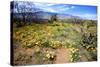 Arizona, Pinaleno Mountains Seen across the Desert Along Highway 191-Richard Wright-Stretched Canvas