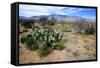 Arizona, Pinaleno Mts Along Hwy 191, with a Field of Mexican Poppies-Richard Wright-Framed Stretched Canvas