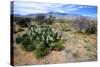 Arizona, Pinaleno Mts Along Hwy 191, with a Field of Mexican Poppies-Richard Wright-Stretched Canvas