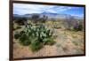 Arizona, Pinaleno Mts Along Hwy 191, with a Field of Mexican Poppies-Richard Wright-Framed Photographic Print