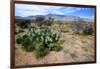 Arizona, Pinaleno Mts Along Hwy 191, with a Field of Mexican Poppies-Richard Wright-Framed Photographic Print