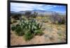 Arizona, Pinaleno Mts Along Hwy 191, with a Field of Mexican Poppies-Richard Wright-Framed Photographic Print