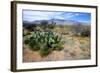 Arizona, Pinaleno Mts Along Hwy 191, with a Field of Mexican Poppies-Richard Wright-Framed Photographic Print