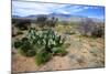 Arizona, Pinaleno Mts Along Hwy 191, with a Field of Mexican Poppies-Richard Wright-Mounted Photographic Print