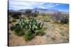 Arizona, Pinaleno Mts Along Hwy 191, with a Field of Mexican Poppies-Richard Wright-Stretched Canvas