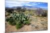 Arizona, Pinaleno Mts Along Hwy 191, with a Field of Mexican Poppies-Richard Wright-Mounted Photographic Print