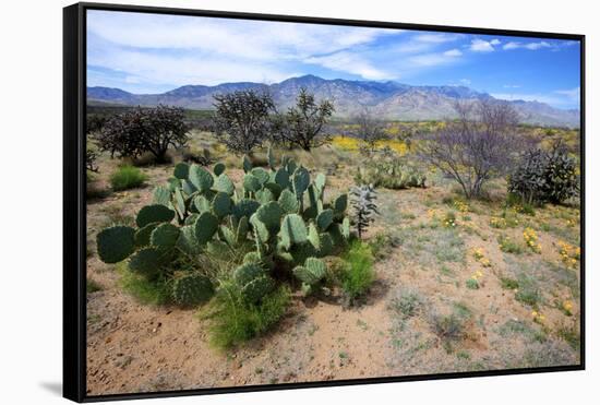 Arizona, Pinaleno Mts Along Hwy 191, with a Field of Mexican Poppies-Richard Wright-Framed Stretched Canvas