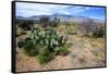 Arizona, Pinaleno Mts Along Hwy 191, with a Field of Mexican Poppies-Richard Wright-Framed Stretched Canvas