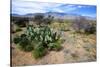 Arizona, Pinaleno Mts Along Hwy 191, with a Field of Mexican Poppies-Richard Wright-Stretched Canvas