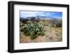 Arizona, Pinaleno Mts Along Hwy 191, with a Field of Mexican Poppies-Richard Wright-Framed Photographic Print