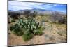 Arizona, Pinaleno Mts Along Hwy 191, with a Field of Mexican Poppies-Richard Wright-Mounted Photographic Print