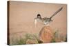 Arizona, Santa Rita Mountains. a Greater Roadrunner on Rock with Prey-Wendy Kaveney-Stretched Canvas