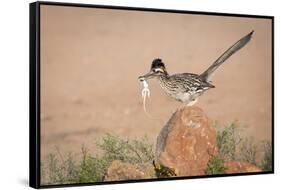 Arizona, Santa Rita Mountains. a Greater Roadrunner on Rock with Prey-Wendy Kaveney-Framed Stretched Canvas