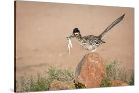 Arizona, Santa Rita Mountains. a Greater Roadrunner on Rock with Prey-Wendy Kaveney-Stretched Canvas