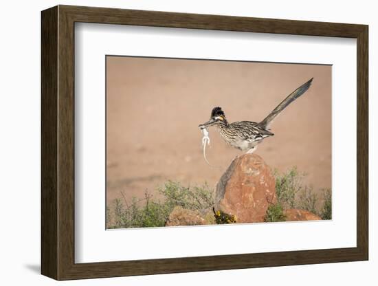 Arizona, Santa Rita Mountains. a Greater Roadrunner on Rock with Prey-Wendy Kaveney-Framed Photographic Print