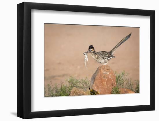 Arizona, Santa Rita Mountains. a Greater Roadrunner on Rock with Prey-Wendy Kaveney-Framed Photographic Print