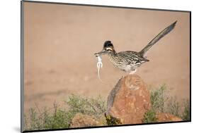 Arizona, Santa Rita Mountains. a Greater Roadrunner on Rock with Prey-Wendy Kaveney-Mounted Photographic Print