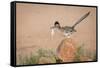 Arizona, Santa Rita Mountains. a Greater Roadrunner on Rock with Prey-Wendy Kaveney-Framed Stretched Canvas