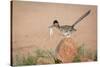 Arizona, Santa Rita Mountains. a Greater Roadrunner on Rock with Prey-Wendy Kaveney-Stretched Canvas