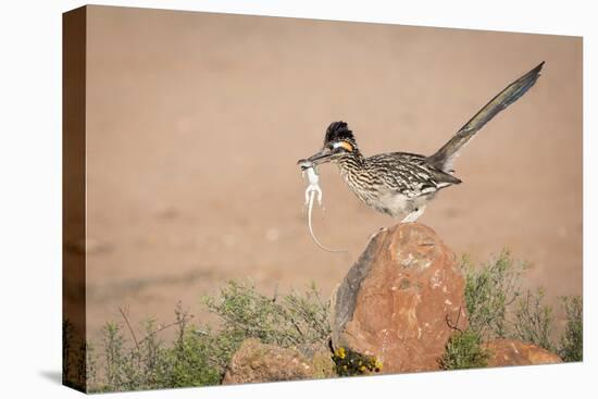 Arizona, Santa Rita Mountains. a Greater Roadrunner on Rock with Prey-Wendy Kaveney-Stretched Canvas