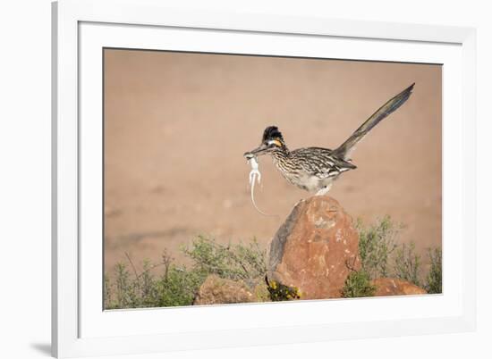 Arizona, Santa Rita Mountains. a Greater Roadrunner on Rock with Prey-Wendy Kaveney-Framed Photographic Print