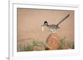 Arizona, Santa Rita Mountains. a Greater Roadrunner on Rock with Prey-Wendy Kaveney-Framed Photographic Print