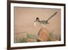 Arizona, Santa Rita Mountains. a Greater Roadrunner on Rock with Prey-Wendy Kaveney-Framed Photographic Print