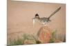 Arizona, Santa Rita Mountains. a Greater Roadrunner on Rock with Prey-Wendy Kaveney-Mounted Photographic Print