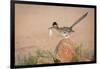 Arizona, Santa Rita Mountains. a Greater Roadrunner on Rock with Prey-Wendy Kaveney-Framed Photographic Print