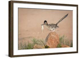 Arizona, Santa Rita Mountains. a Greater Roadrunner on Rock with Prey-Wendy Kaveney-Framed Photographic Print