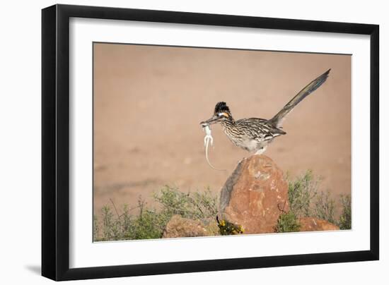 Arizona, Santa Rita Mountains. a Greater Roadrunner on Rock with Prey-Wendy Kaveney-Framed Photographic Print