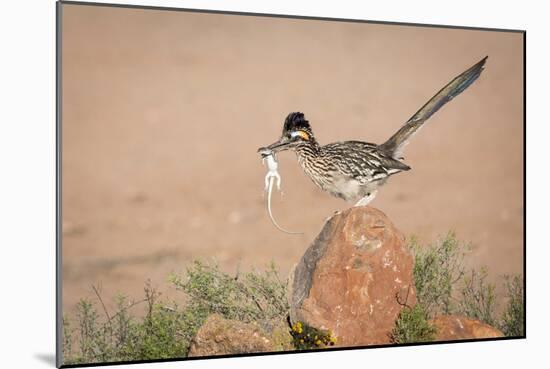 Arizona, Santa Rita Mountains. a Greater Roadrunner on Rock with Prey-Wendy Kaveney-Mounted Photographic Print