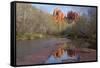 Arizona, Sedona, Crescent Moon Recreation Area, Red Rock Crossing, Cathedral Rock-Jamie & Judy Wild-Framed Stretched Canvas