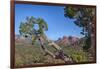 Arizona, Sedona, Red Rock Country, Juniper tree and Cathedral Rock-Jamie & Judy Wild-Framed Photographic Print