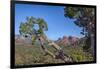 Arizona, Sedona, Red Rock Country, Juniper tree and Cathedral Rock-Jamie & Judy Wild-Framed Photographic Print