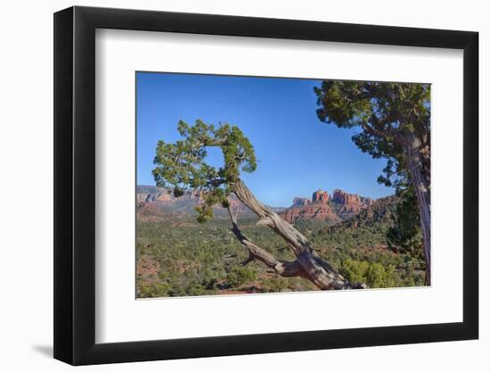 Arizona, Sedona, Red Rock Country, Juniper tree and Cathedral Rock-Jamie & Judy Wild-Framed Photographic Print