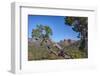 Arizona, Sedona, Red Rock Country, Juniper tree and Cathedral Rock-Jamie & Judy Wild-Framed Photographic Print