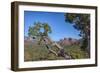 Arizona, Sedona, Red Rock Country, Juniper tree and Cathedral Rock-Jamie & Judy Wild-Framed Photographic Print