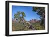 Arizona, Sedona, Red Rock Country, Juniper tree and Cathedral Rock-Jamie & Judy Wild-Framed Photographic Print