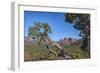 Arizona, Sedona, Red Rock Country, Juniper tree and Cathedral Rock-Jamie & Judy Wild-Framed Photographic Print