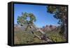 Arizona, Sedona, Red Rock Country, Juniper tree and Cathedral Rock-Jamie & Judy Wild-Framed Stretched Canvas