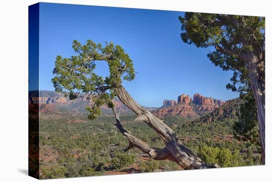 Arizona, Sedona, Red Rock Country, Juniper tree and Cathedral Rock-Jamie & Judy Wild-Stretched Canvas