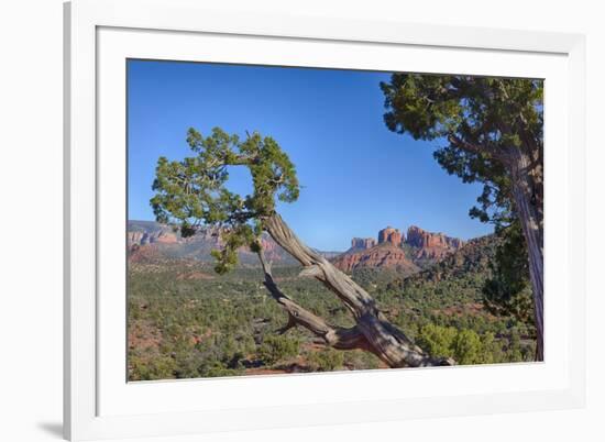 Arizona, Sedona, Red Rock Country, Juniper tree and Cathedral Rock-Jamie & Judy Wild-Framed Premium Photographic Print