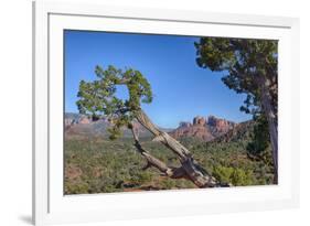 Arizona, Sedona, Red Rock Country, Juniper tree and Cathedral Rock-Jamie & Judy Wild-Framed Premium Photographic Print