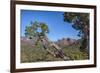 Arizona, Sedona, Red Rock Country, Juniper tree and Cathedral Rock-Jamie & Judy Wild-Framed Premium Photographic Print